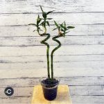 LUCKY BAMBOO DE 40 CM (X 2)